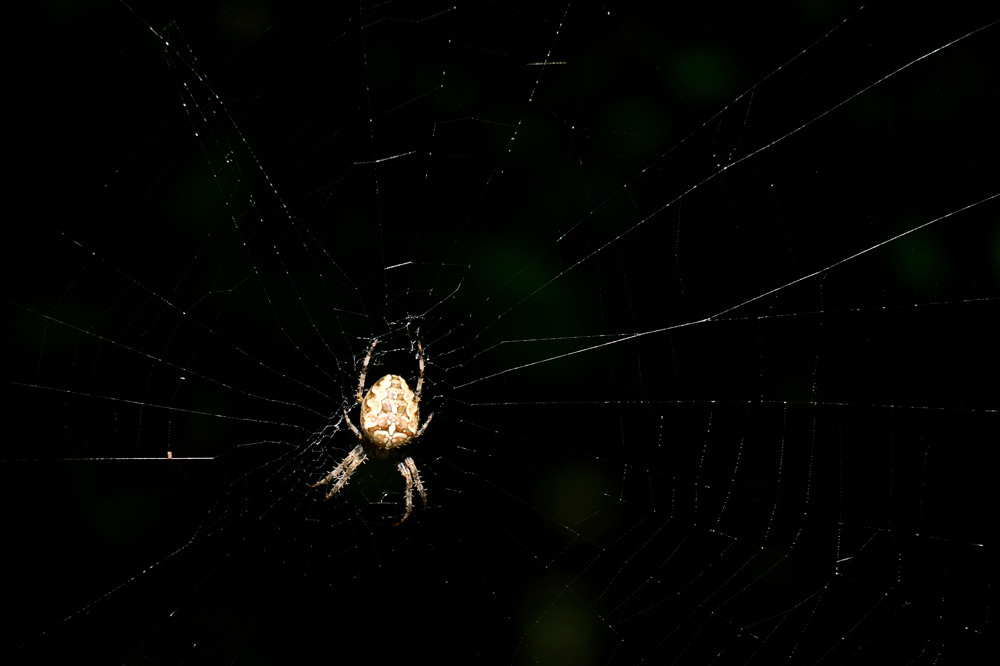 spinne