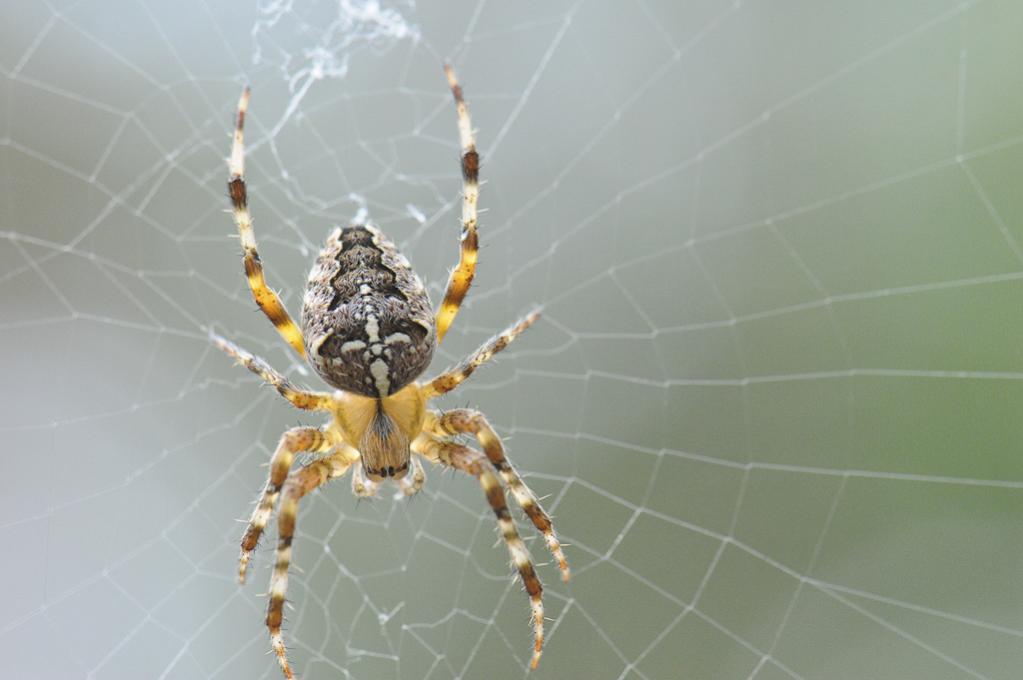 Spinne