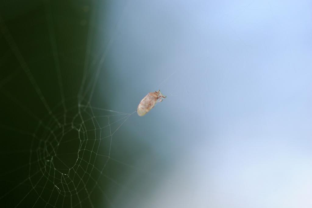 spinne
