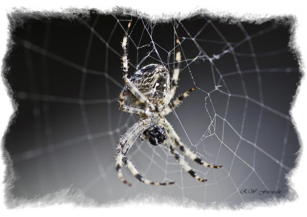 Spinne001
