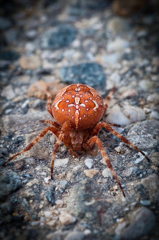 Spinne002