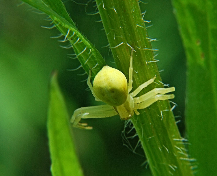 spinne1