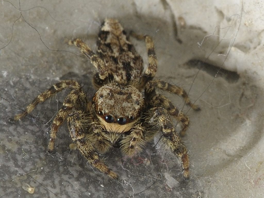 Spinne2