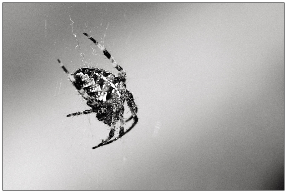 spinne2