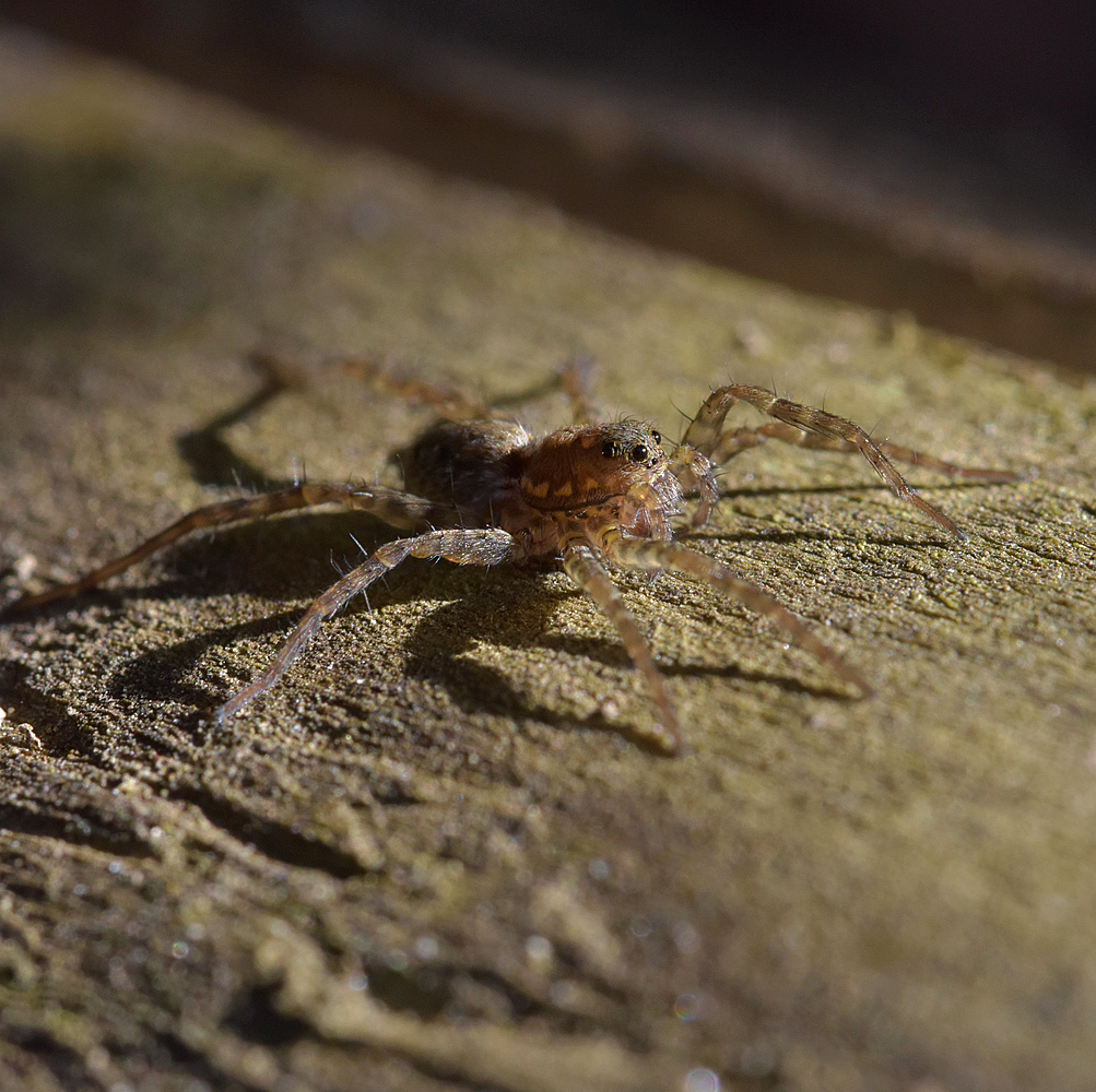 Spinne3