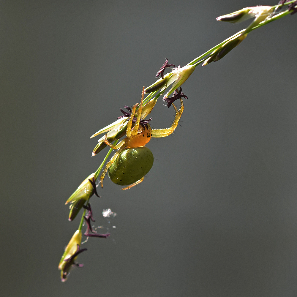 Spinne6