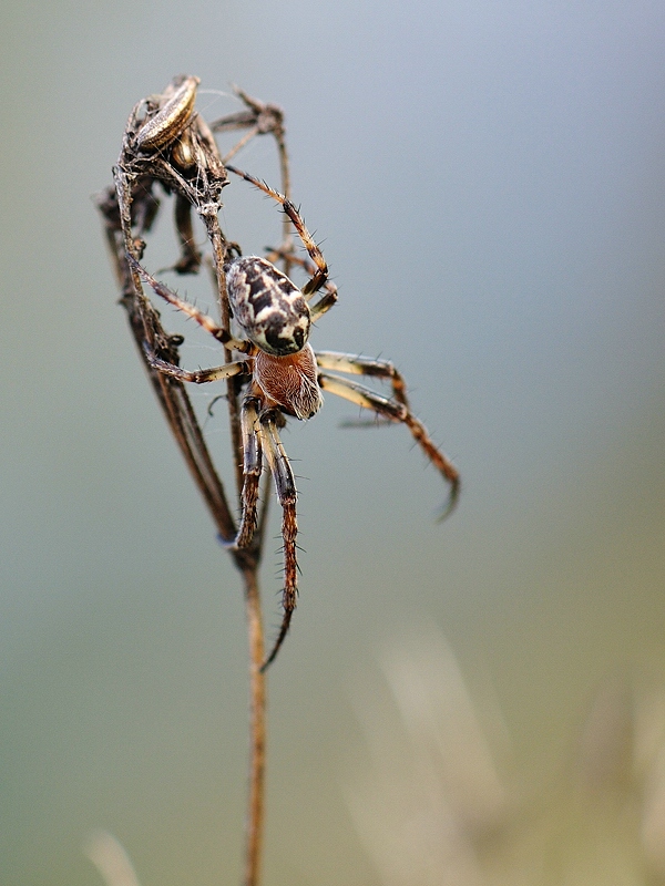 spinne6