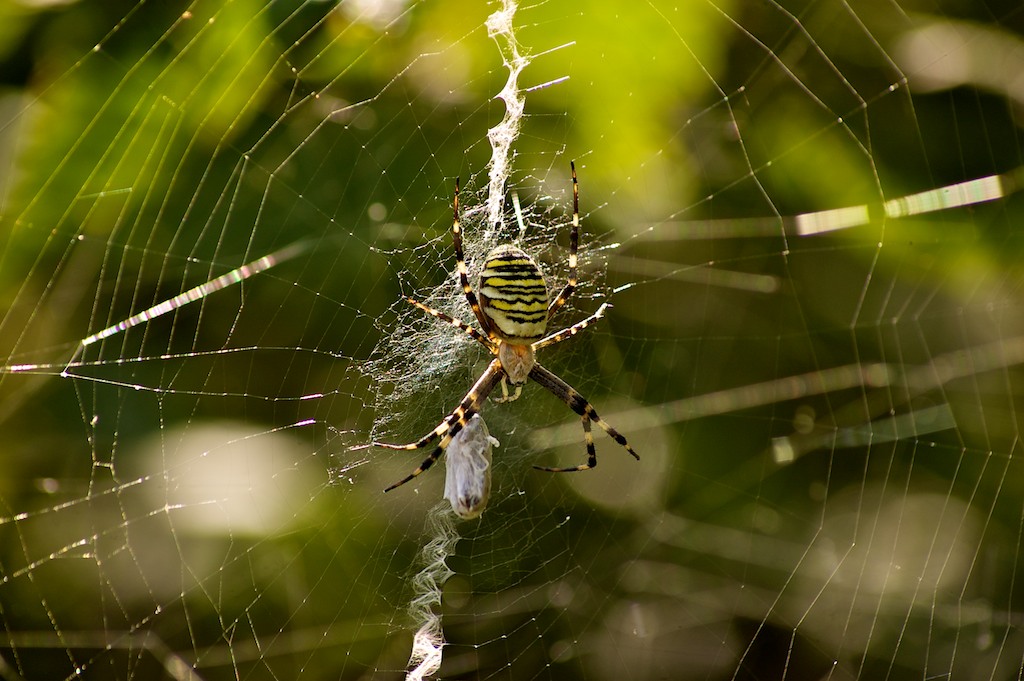 Spinnen DSC 0495

D50/Tamron 55-200