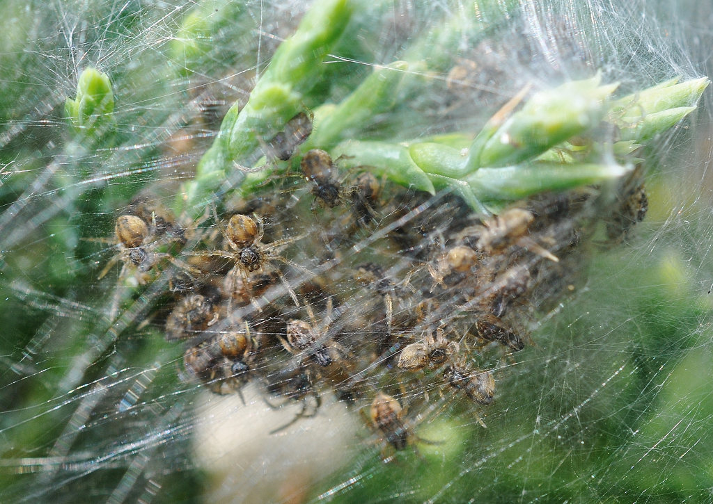 Spinnenbrut