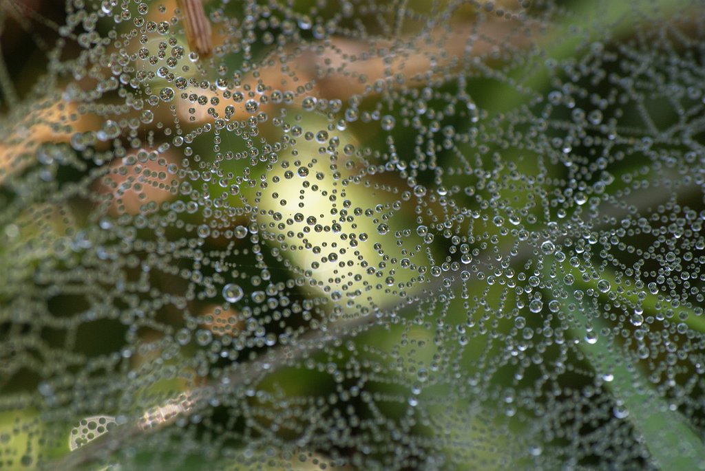 Spinnennetz mit Tau (DSC_2349)
(Nikon 55-200 mit Raynox 150 Nahlinse)