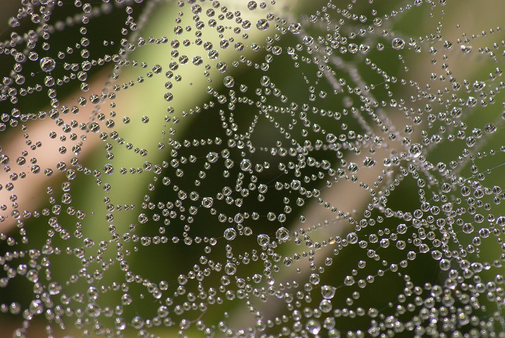 Spinnennetz mit Tau (DSC_2376)