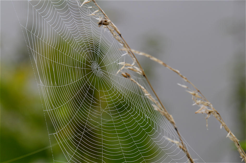 Spinnennetz
