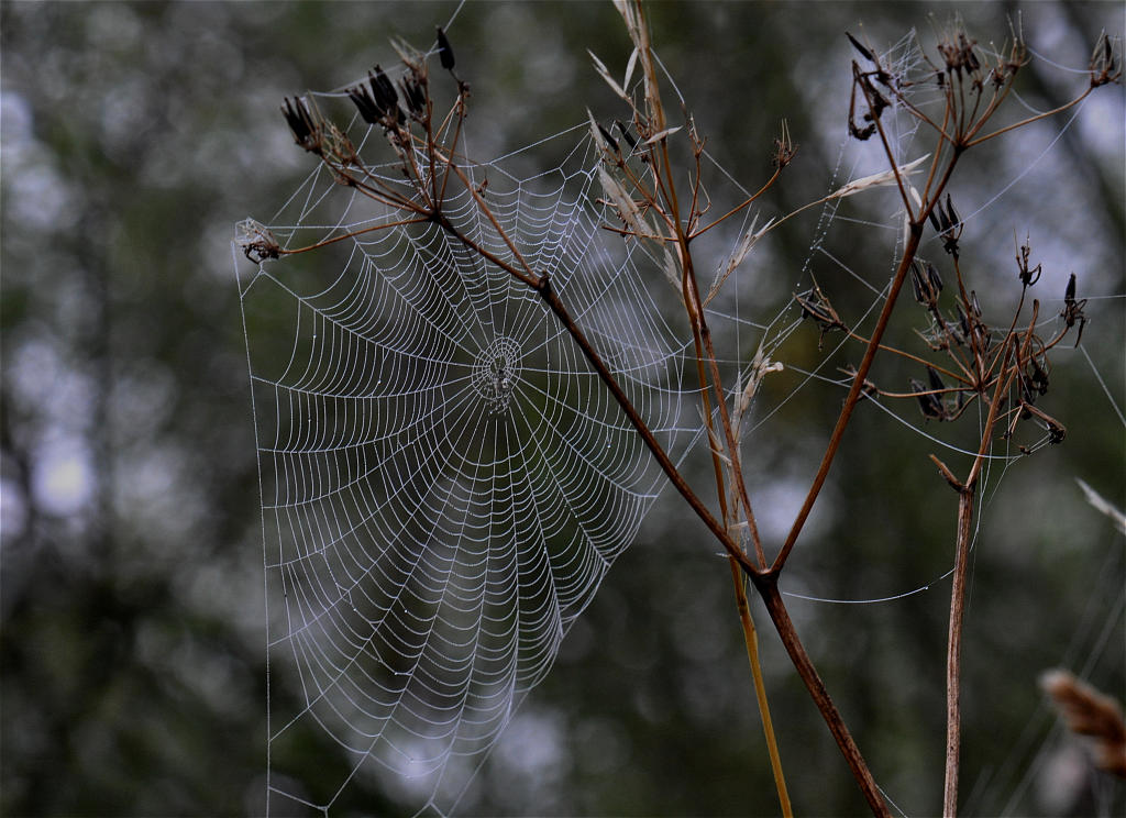 Spinnennetz