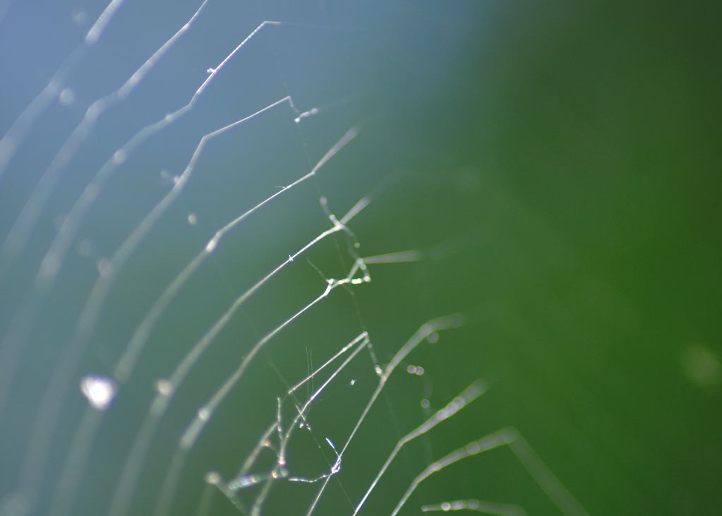 Spinnennetz