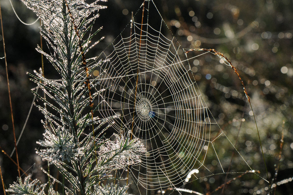 Spinnennetz3