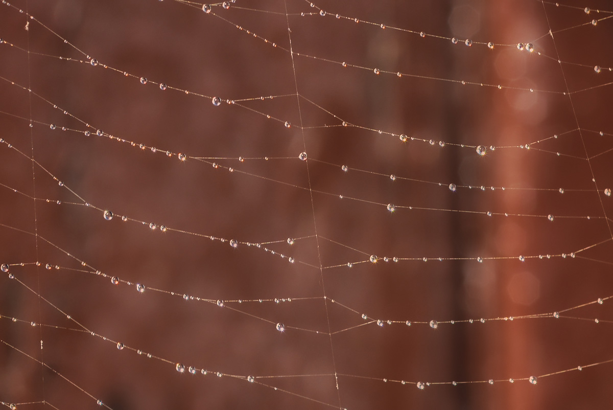 spinnennetz_1200.jpg