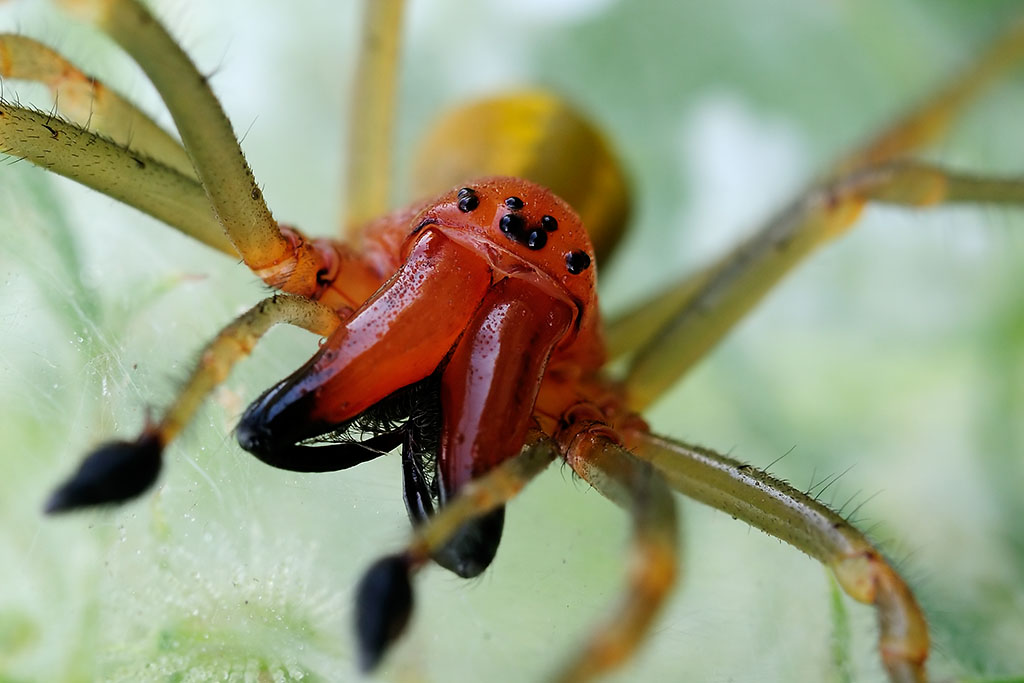 Spinnenportrait