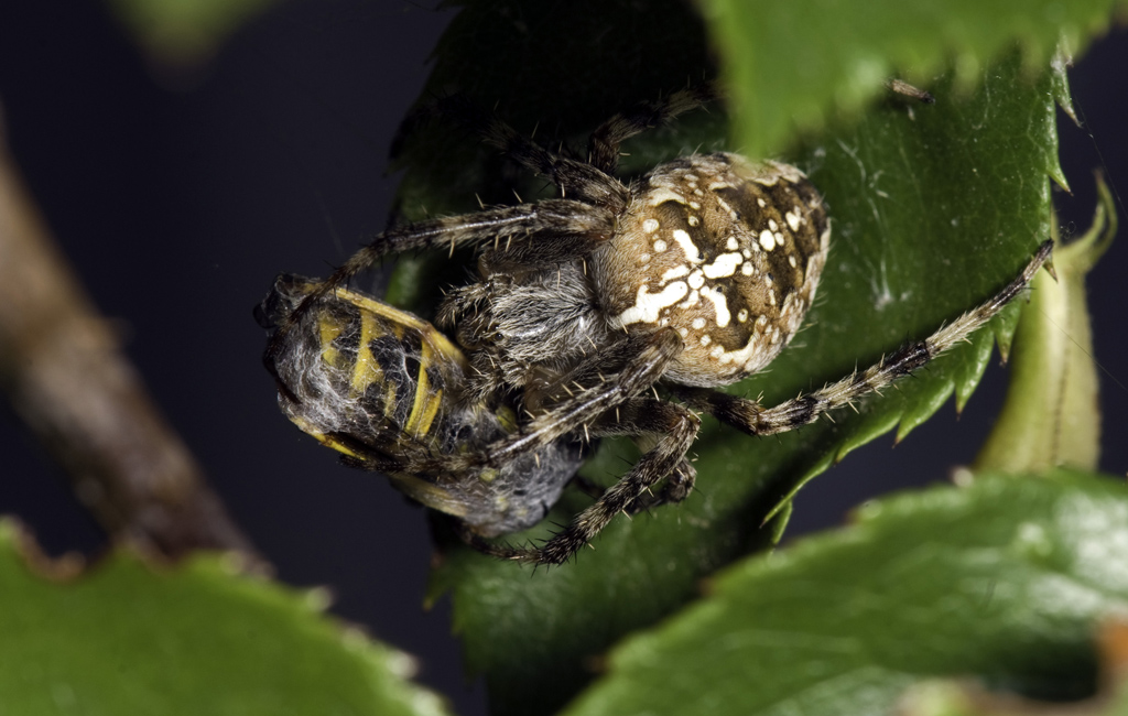spinnentiere