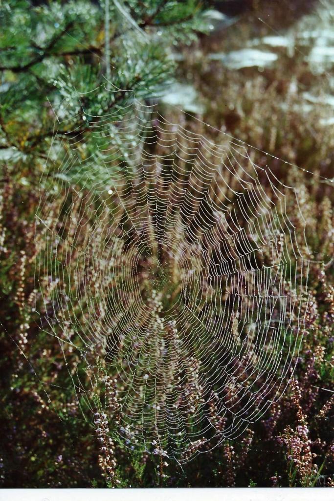 Spinnenweb