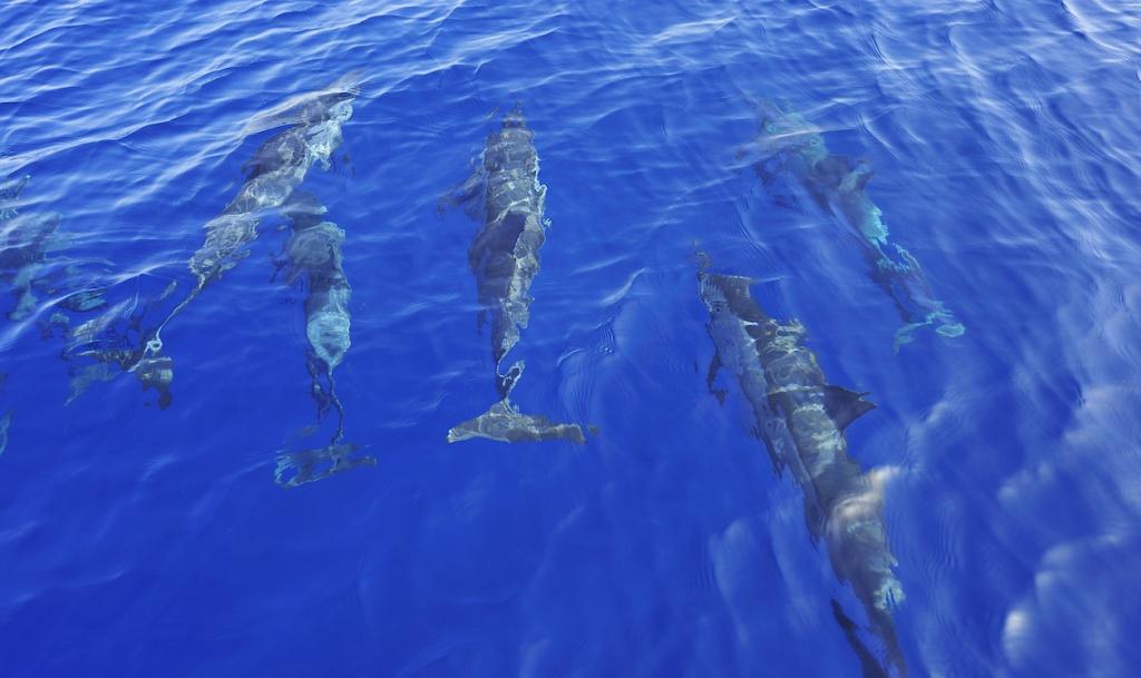 Spinnerdolphins vor Muscat, Oman.