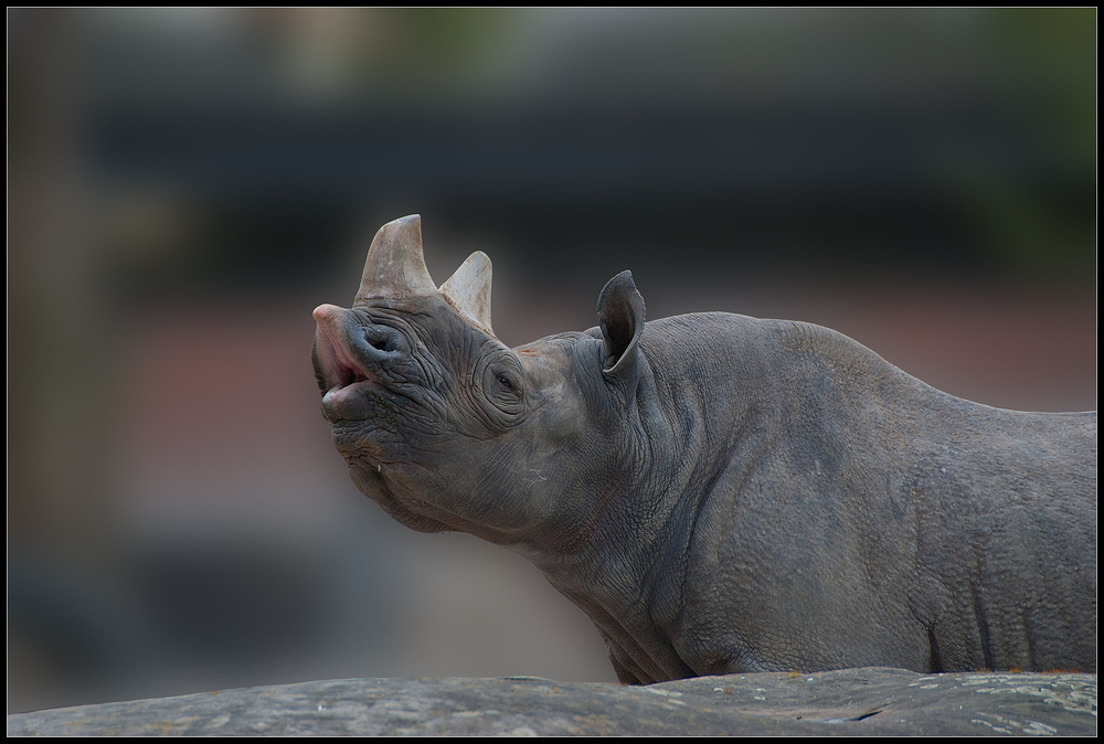Spitzmaulnashorn