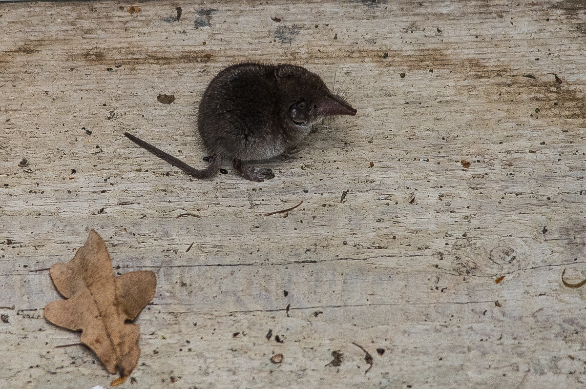 Spitzmaus 2 (1 von 1).JPG