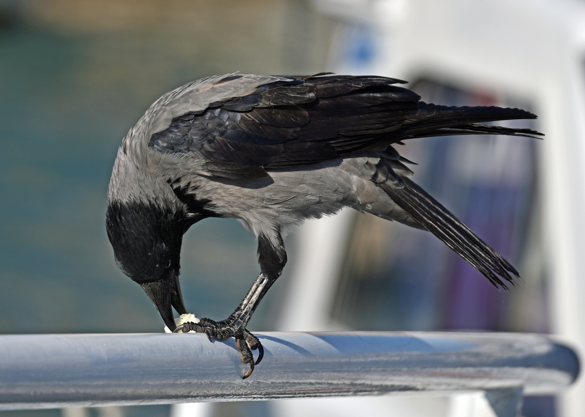 split_hafen_kraehe.jpg