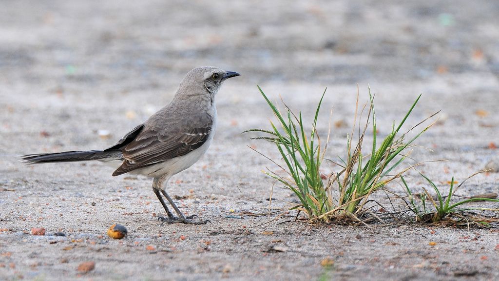 Spottdrossel (Northern Mockingbird)
Botanischer Garten, Georgetown
9085