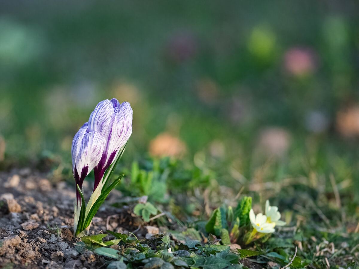 Spring Yuhu.jpg