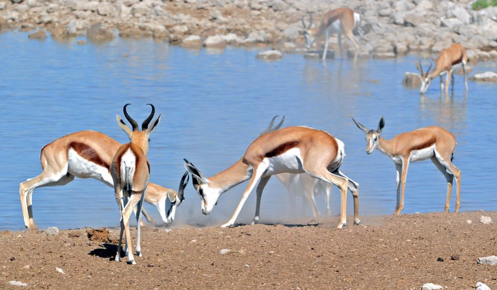 springbock etosha