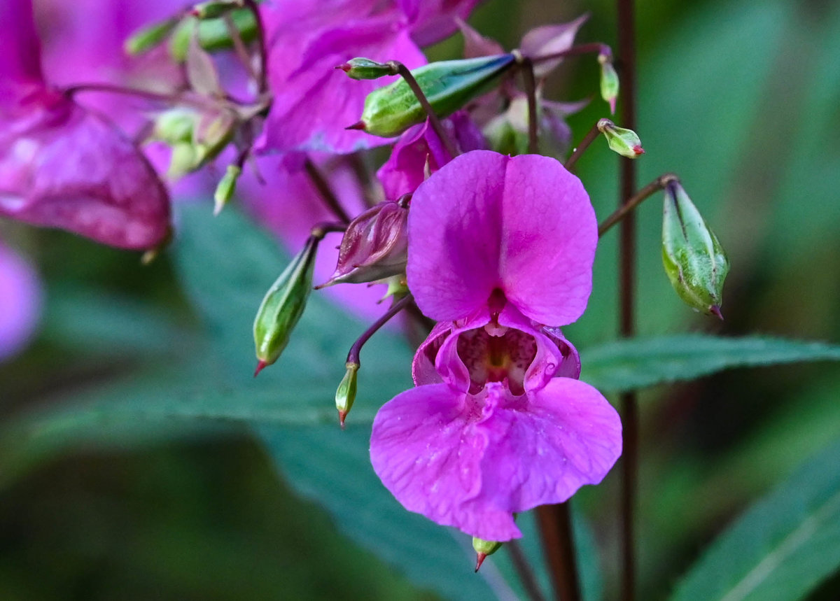 Springkraut Blüte.jpg
