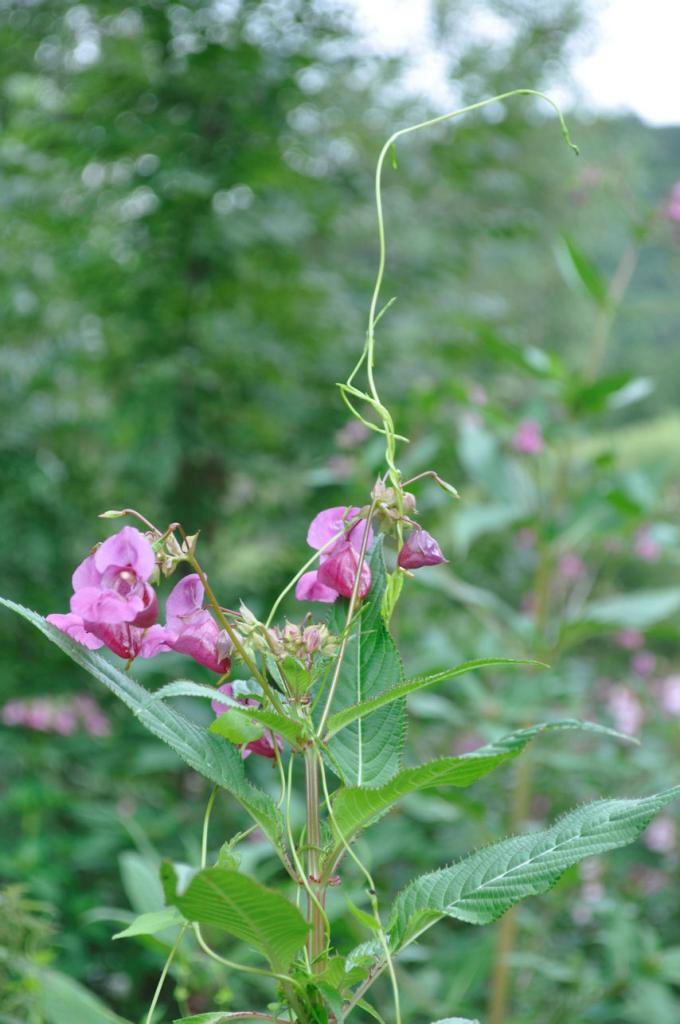 Springkraut im Würgegriff