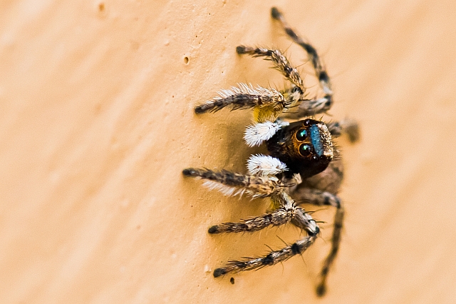 Springspinne auf La Gomera