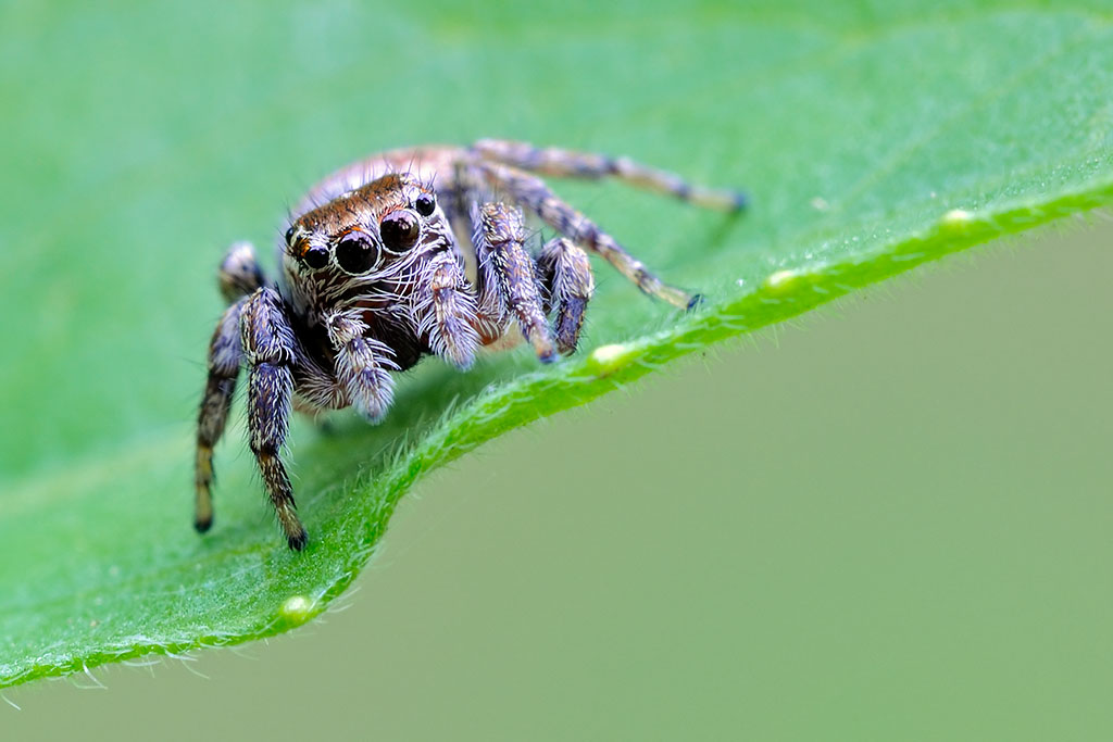Springspinne