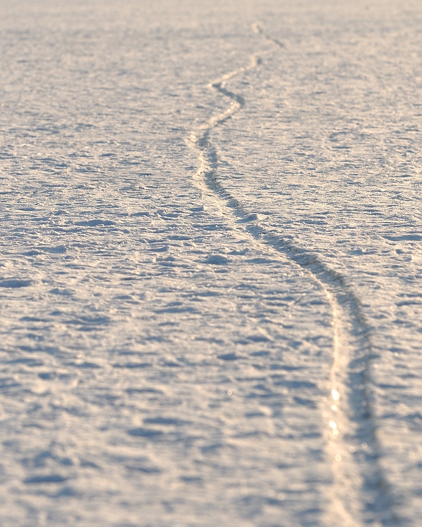 Spur im Schnee