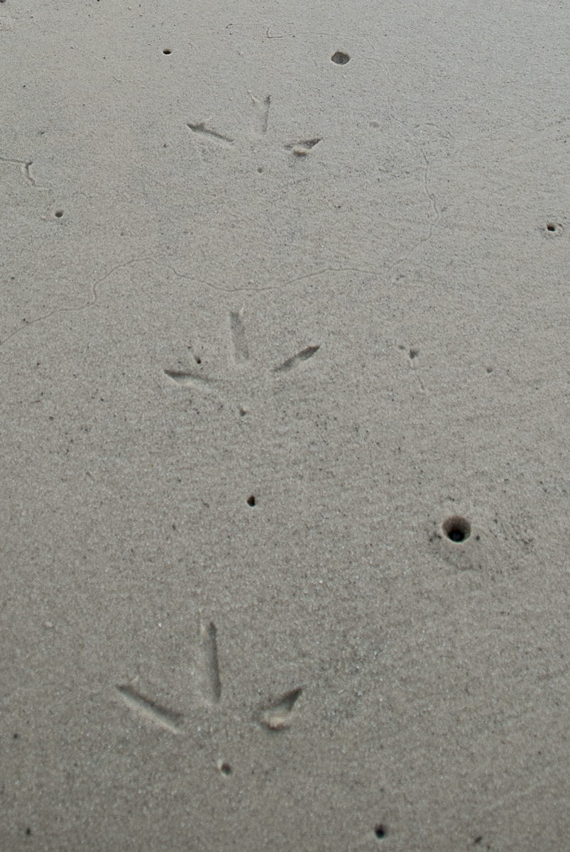 Spuren im Sand.jpg
