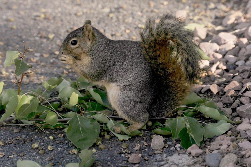 Squirrel mit Nuß