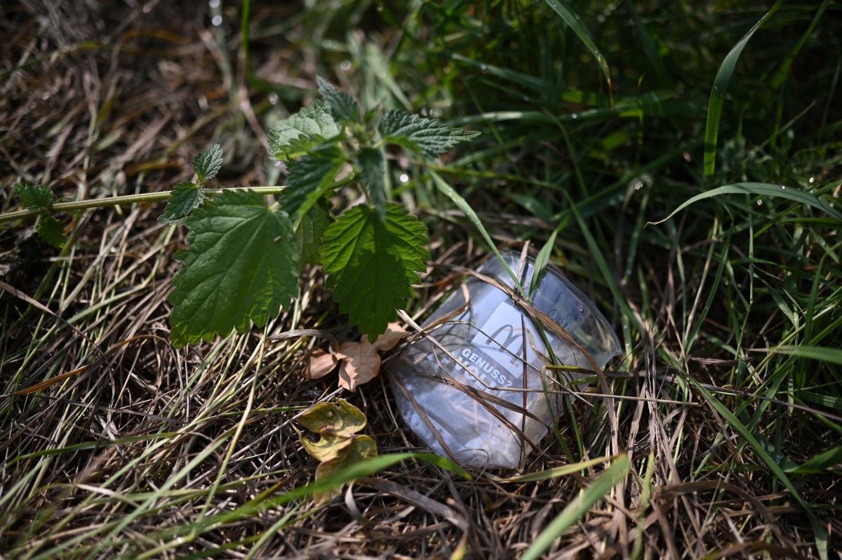Stör B.jpg