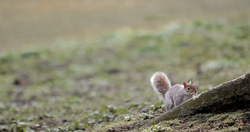 St. James Park
"Grey Squirrel"
Hinter Wurzel