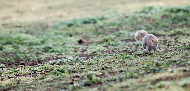 St. James Park
"Grey Squirrel"
Wurde aus Nordamerika importiert und ersetzt nun in weiten teilen Englands das einheimische "Red Squirre