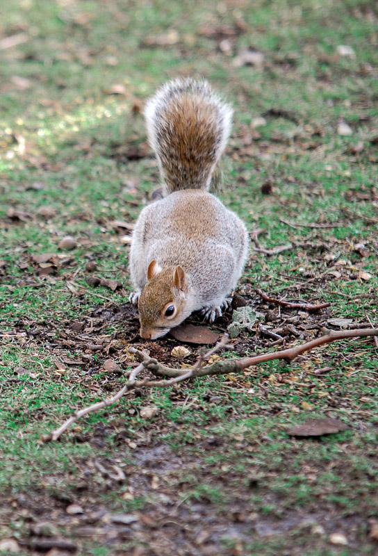 St. James Park
"Grey Squirrel"