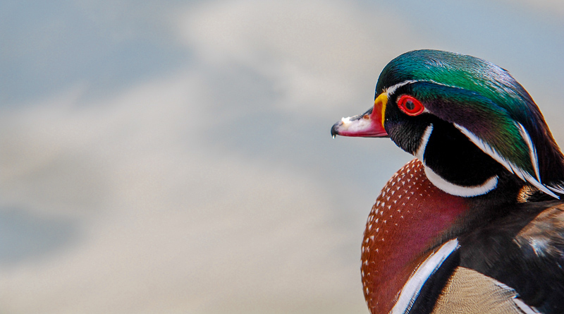 St. James Park
"Wood Duck"