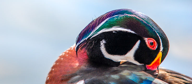 St. James Park
"Wood Duck"
Stammen aus dem nördlichen Amerika.
Leider keine Infos über Einsiedlung.