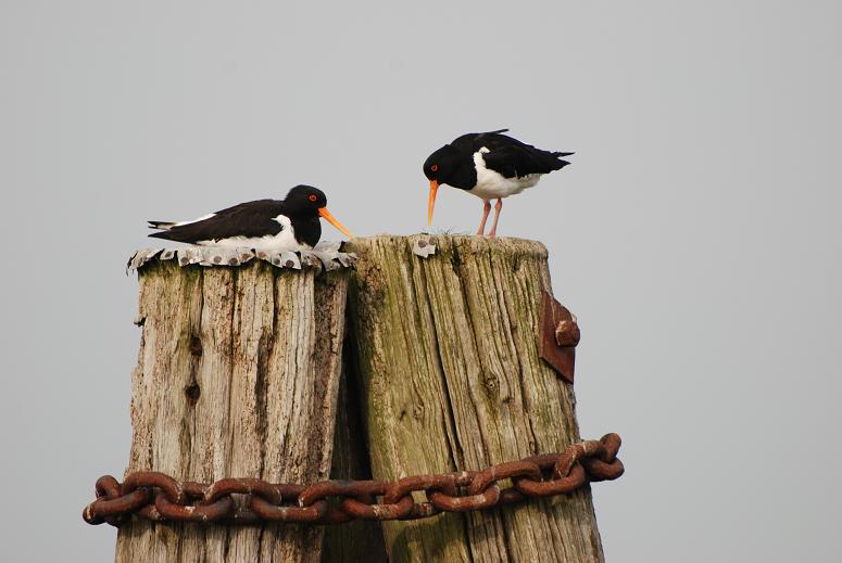 St.Peter Ording 2008 207