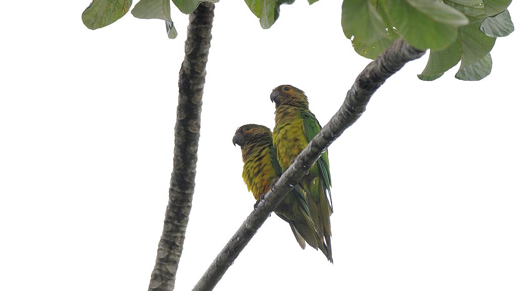 St Thomas Sittich (Brown Throated Parakeet)
Rockview lodge, Annai
4343