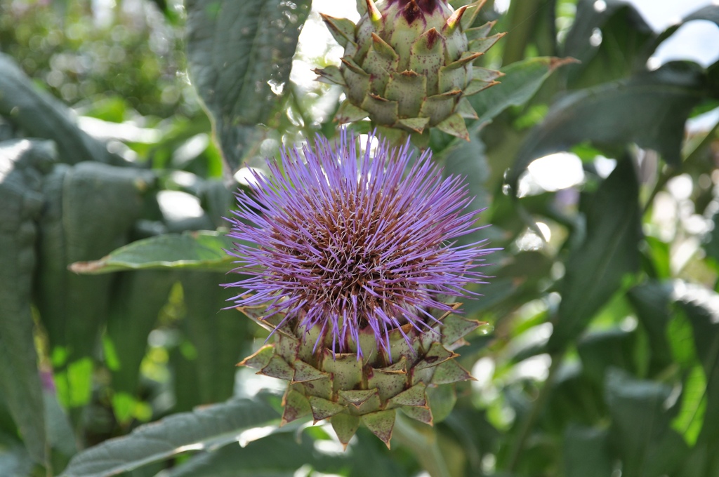 Stachelblume