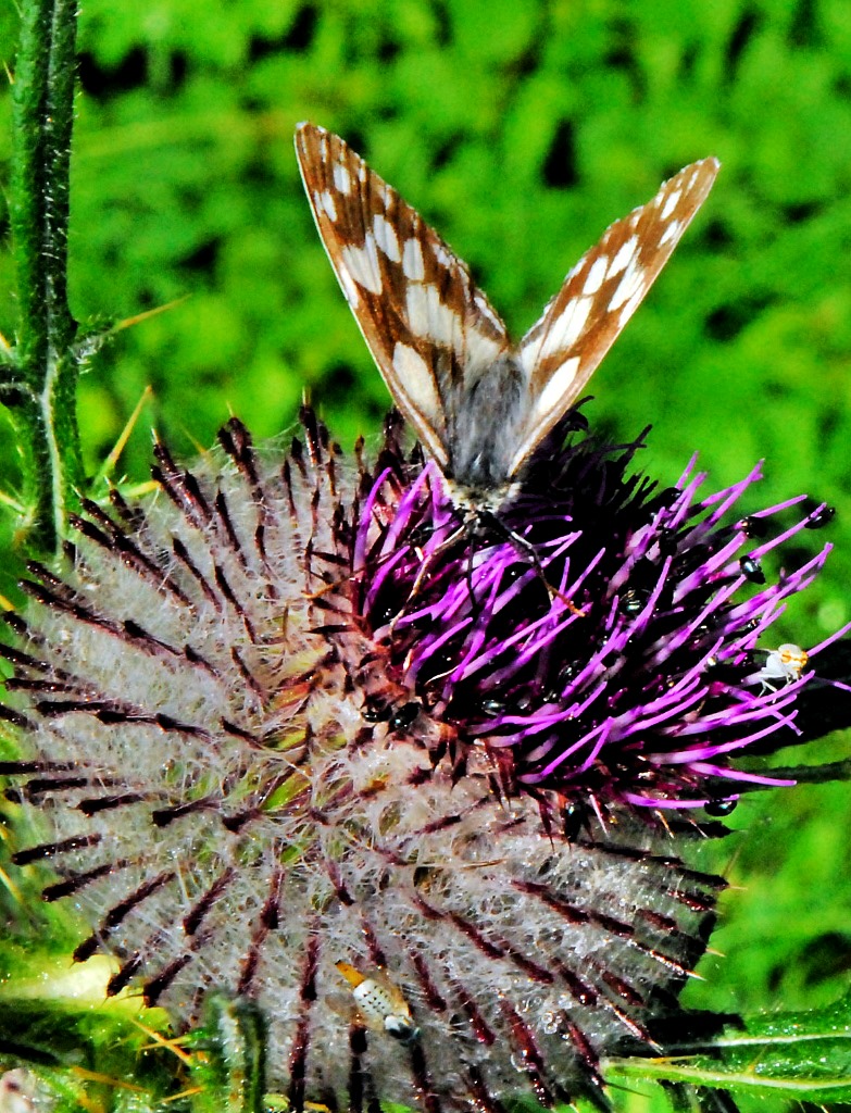 Stachliger Landeplatz 1