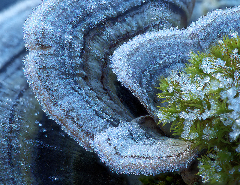 Stack Pilz Frost klein