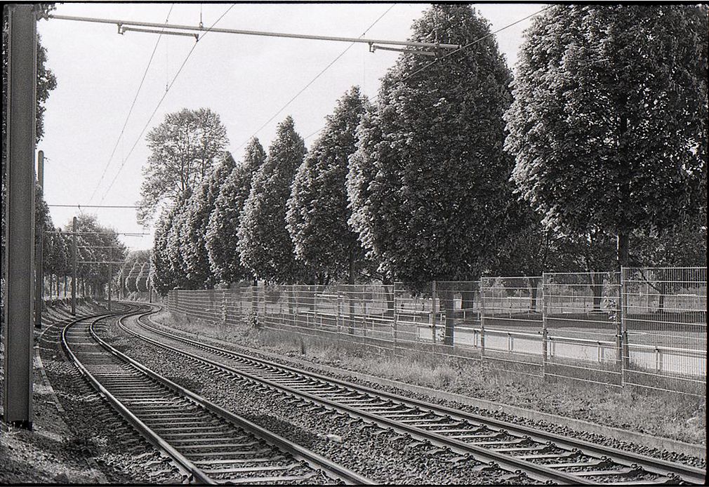 Stadtflora 01