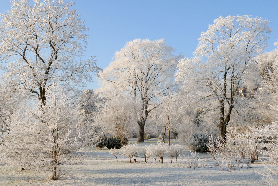 Stadtgarten Weiss